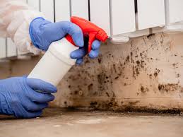 Why You Should Choose Our Mold Remediation Services in St Jaco, IL